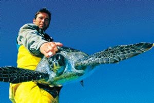 East Pacific green turtle