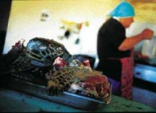 Cooking Turtle