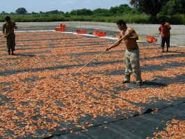 shrimp drying.jpg (107251 bytes)
