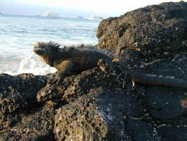 1st_marine_iguana.jpg (106002 bytes)