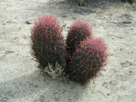 barrel cactus mannerism