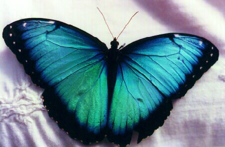 http://www.questconnect.org/images/bluemorpho.jpg