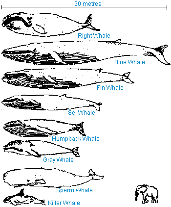 Whale Size Comparison Chart