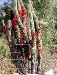 flowering_cactus11.jpg (159906 bytes)