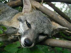 gray fox.jpg (86197 bytes)