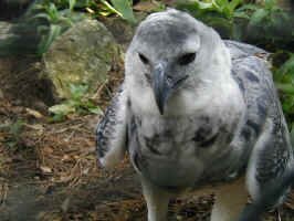 harpy eagle.jpg (74660 bytes)