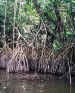 mangroves1.jpg (115839 bytes)
