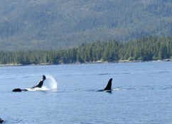 orcas playing.jpg (65984 bytes)