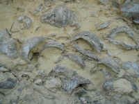 oyster fossils.JPG (396047 bytes)