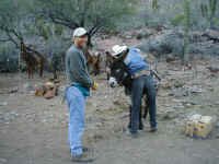 packing the burros with don.JPG (408818 bytes)