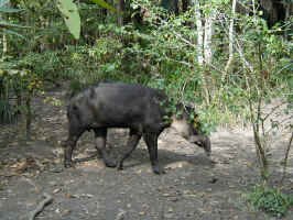 tapir.jpg (128486 bytes)