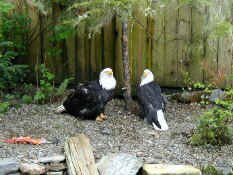 Bald eagles.jpg (115563 bytes)