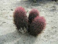 Barrel Cactus.jpg (39442 bytes)