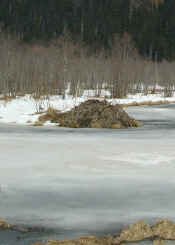 Beaver lodge.jpg (45320 bytes)