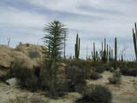 Boojum cacatus field.jpg (24506 bytes)