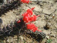 Cactus_flower_closeup.JPG (49950 bytes)