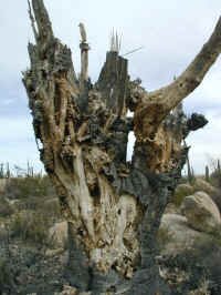 Cardon skeleton.jpg (63558 bytes)