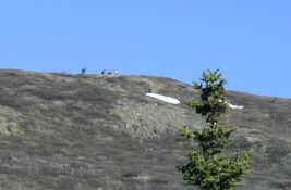 Caribou on Ridge.jpg (52959 bytes)