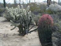 Cholla and Barrel.jpg (35291 bytes)