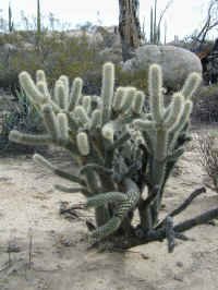 Cholla.jpg (70454 bytes)
