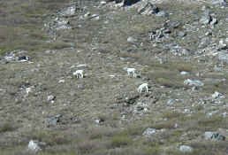 Dall Sheep.jpg (153059 bytes)