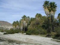Datilies mexican palms.jpg (26359 bytes)