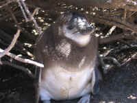 IMG_0542.jpg (79189 bytes)