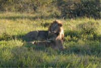 Lions.jpg (37765 bytes)