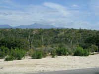 Lush Cape Desert.JPG (376931 bytes)