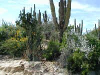 Lush Cape flowers.JPG (432829 bytes)