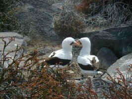 MASKED_BOOBIE_COURTSHIP.jpg (120023 bytes)