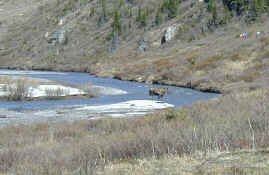 Moose4.jpg (91631 bytes)