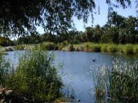 Oasis in San Ignacio.JPG (437421 bytes)