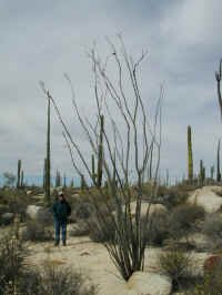 Ocotillo.jpg (47664 bytes)
