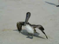 Pelican.JPG (373858 bytes)