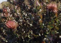 Protea2.JPG (204975 bytes)