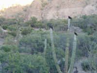 Vultures waiting for a meal.JPG (401660 bytes)
