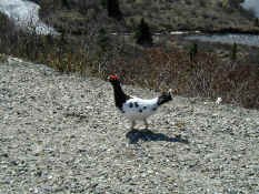 Willow Ptarmiga1.jpg (134031 bytes)