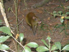 agouti.jpg (107118 bytes)