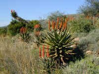 aloe1.jpg (138078 bytes)