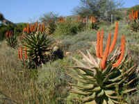 aloe.jpg (145462 bytes)