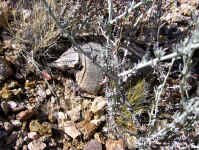 armadillo_1.jpg (158809 bytes)