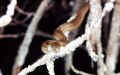 baby boa.jpg (59957 bytes)