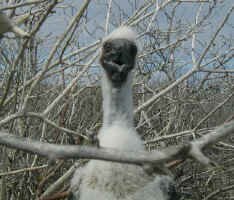baby_boobie1.jpg (92911 bytes)