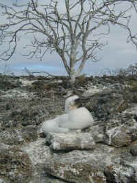 baby_boobie.jpg (113058 bytes)
