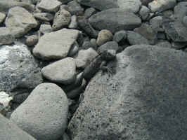 baby_iguana.jpg (99889 bytes)