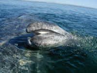 best whale shot.JPG (394500 bytes)