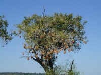 birds_nest.jpg (41737 bytes)