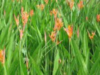 birds_paradise.jpg (107318 bytes)