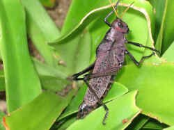 black_grasshopper.jpg (62095 bytes)